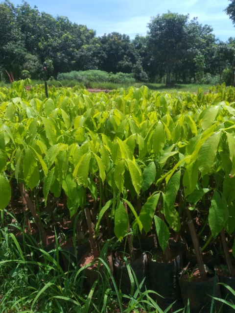 Mudas de Seringueira Imagem Mudas de Seringueira
