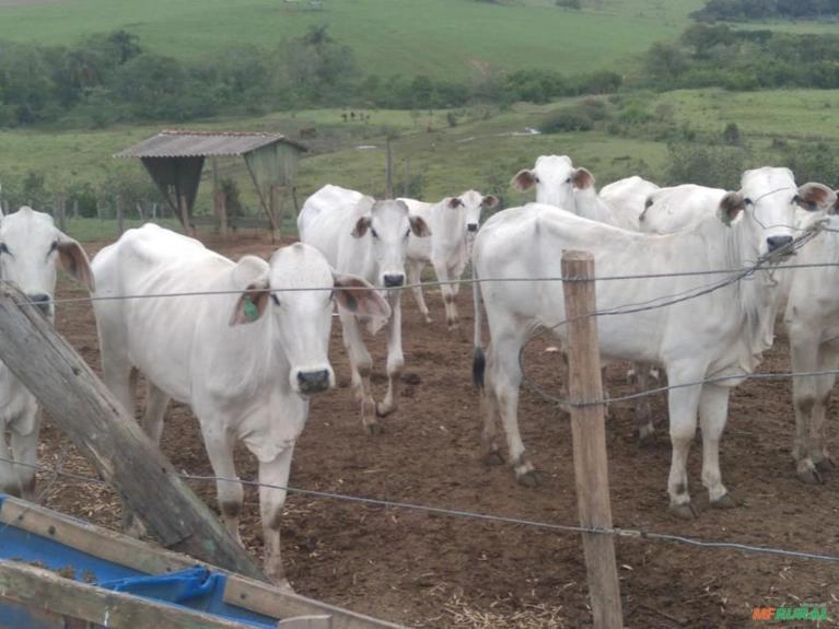 Bezerras Fêmeas Imagem Bezerras Fêmeas