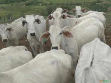 Imagem Bezerras Fêmeas Imagem Bezerras Fêmeas