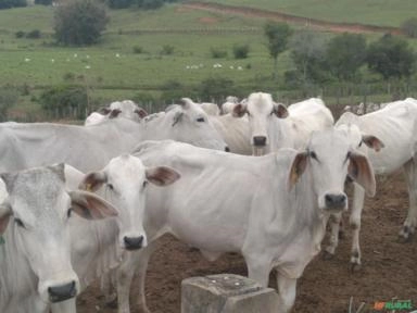 Imagem Bezerras Fêmeas Imagem Bezerras Fêmeas