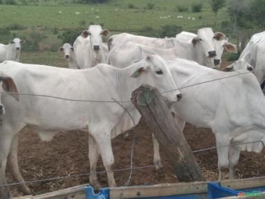 Imagem Bezerras Fêmeas Imagem Bezerras Fêmeas