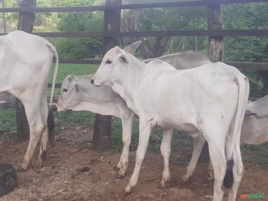 3 Bezerros Nelore a venda Imagem 3 Bezerros Nelore a venda