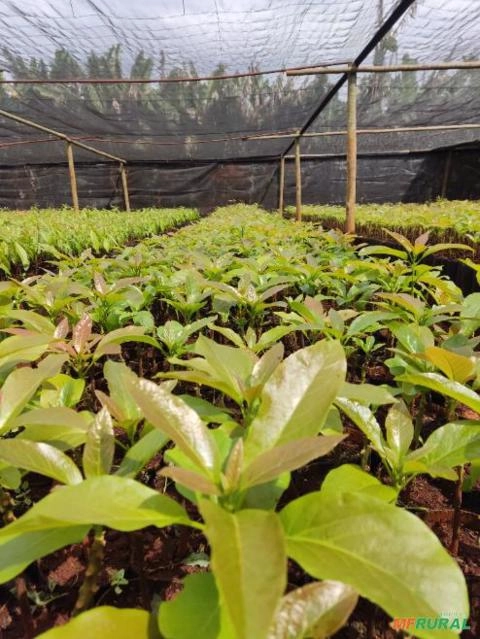 Mudas de abacate Imagem Mudas de abacate