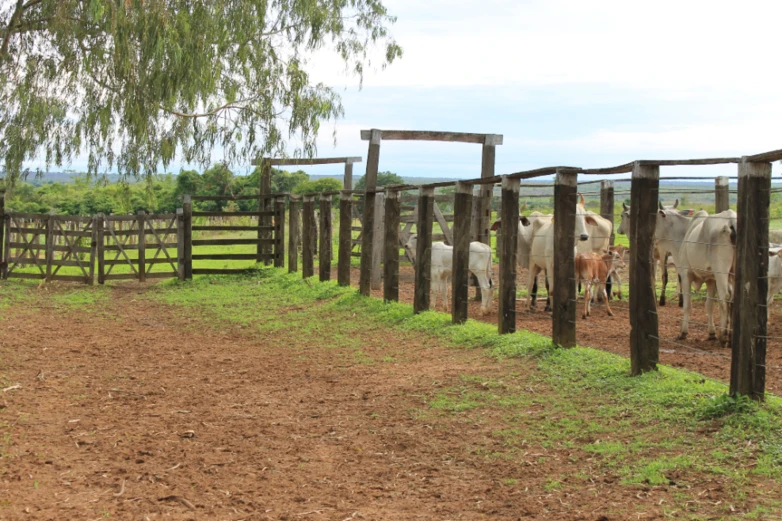 Fazenda plana no Oeste da Bahia