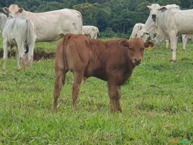 TOUROS E NOVILHAS CARACU PO (SEM REGISTRO) Imagem TOUROS E NOVILHAS CARACU PO (SEM REGISTRO)