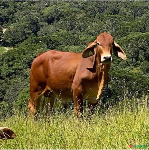 TOURO BRAHMAN PO REGISTRADO Imagem TOURO BRAHMAN PO REGISTRADO