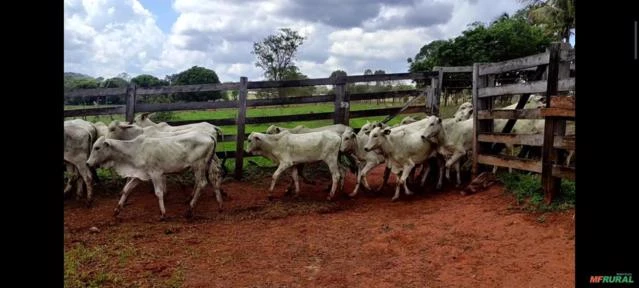 Bezerros e Bezerras Imagem Bezerros e Bezerras