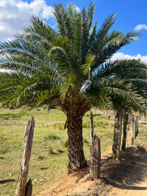 Imagem PALMEIRA TAMAREIRA Imagem PALMEIRA TAMAREIRA