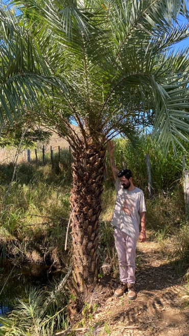 Imagem PALMEIRA TAMAREIRA Imagem PALMEIRA TAMAREIRA