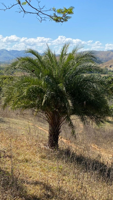 Imagem PALMEIRA TAMAREIRA Imagem PALMEIRA TAMAREIRA