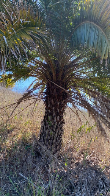 Imagem PALMEIRA TAMAREIRA Imagem PALMEIRA TAMAREIRA