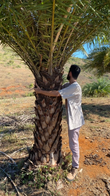 Imagem PALMEIRA TAMAREIRA Imagem PALMEIRA TAMAREIRA