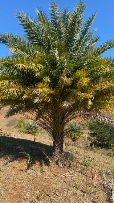 Imagem PALMEIRA TAMAREIRA Imagem PALMEIRA TAMAREIRA