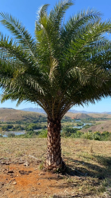 PALMEIRA TAMAREIRA