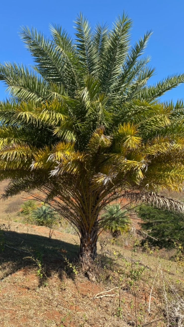 Imagem PALMEIRA TAMAREIRA Imagem PALMEIRA TAMAREIRA