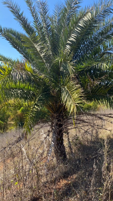 Imagem PALMEIRA TAMAREIRA Imagem PALMEIRA TAMAREIRA