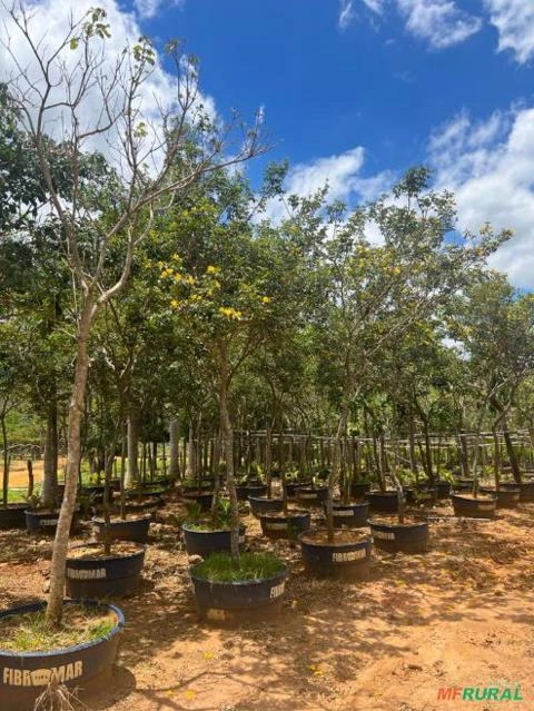 IPÊS ROSA Imagem IPÊS ROSA