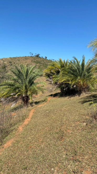 Imagem TAMAREIRA Imagem TAMAREIRA