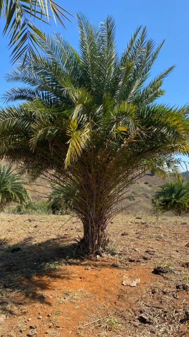 Imagem TAMAREIRA Imagem TAMAREIRA