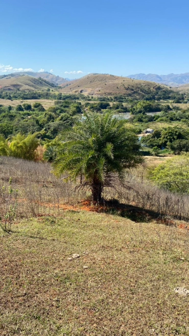 Imagem TAMAREIRA Imagem TAMAREIRA