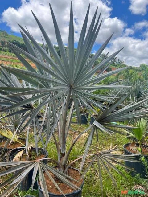 Imagem MUDAS ORNAMENTAIS Imagem MUDAS ORNAMENTAIS