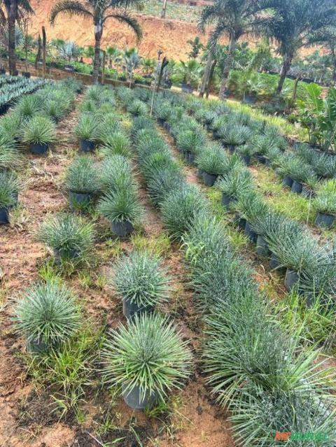 MUDAS ORNAMENTAIS Imagem MUDAS ORNAMENTAIS