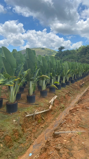 Imagem MUDAS ORNAMENTAIS Imagem MUDAS ORNAMENTAIS