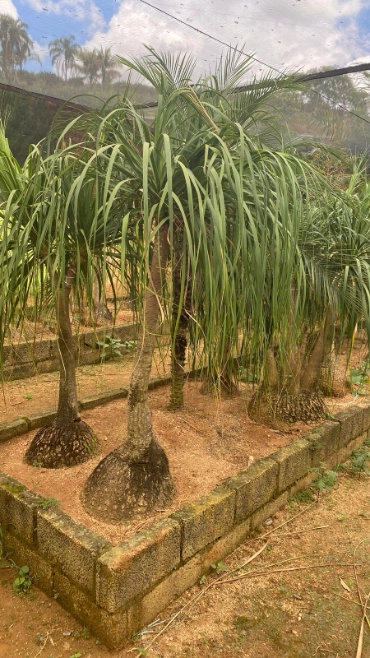 Imagem MUDAS ORNAMENTAIS Imagem MUDAS ORNAMENTAIS