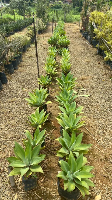 Imagem MUDAS ORNAMENTAIS Imagem MUDAS ORNAMENTAIS