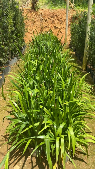 Imagem MUDAS ORNAMENTAIS Imagem MUDAS ORNAMENTAIS