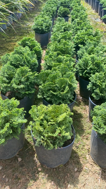 Imagem MUDAS ORNAMENTAIS Imagem MUDAS ORNAMENTAIS