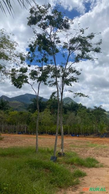 MUDAS DE PAU FERRO Imagem MUDAS DE PAU FERRO