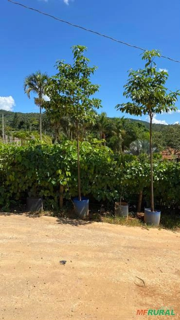 ÁRVORES NATIVAS Imagem ÁRVORES NATIVAS