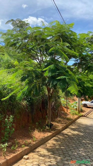 Imagem ÁRVORES NATIVAS Imagem ÁRVORES NATIVAS