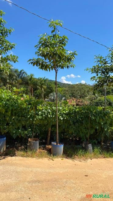 Imagem ÁRVORES NATIVAS Imagem ÁRVORES NATIVAS