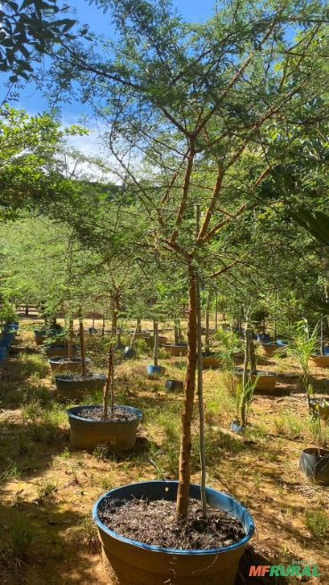 MUDAS DE ACÁCIA SEYAL Imagem MUDAS DE ACÁCIA SEYAL