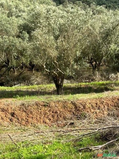 MUDAS DE OLIVEIRAS Imagem MUDAS DE OLIVEIRAS