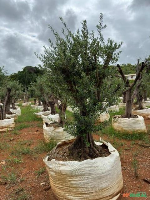 MUDAS DE OLIVEIRAS Imagem MUDAS DE OLIVEIRAS