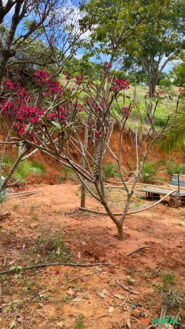 MUDAS DE JASMIM MANGA Imagem MUDAS DE JASMIM MANGA