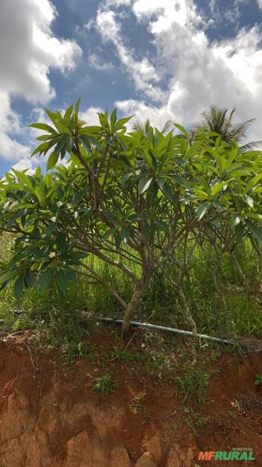 Imagem MUDAS DE JASMIM MANGA Imagem MUDAS DE JASMIM MANGA