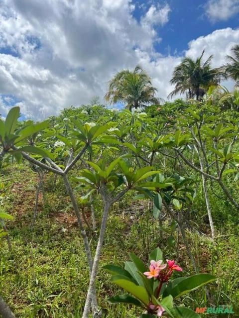 Imagem MUDAS DE JASMIM MANGA Imagem MUDAS DE JASMIM MANGA