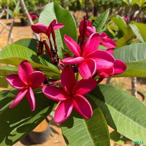 Imagem MUDAS DE JASMIM MANGA Imagem MUDAS DE JASMIM MANGA