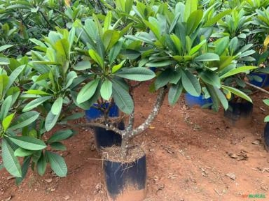 Imagem MUDAS DE JASMIM MANGA Imagem MUDAS DE JASMIM MANGA