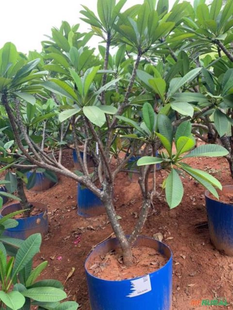 Imagem MUDAS DE JASMIM MANGA Imagem MUDAS DE JASMIM MANGA