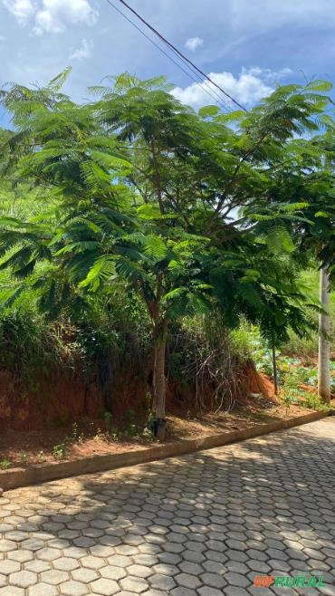 MUDAS FLAMBOYANT Imagem MUDAS FLAMBOYANT