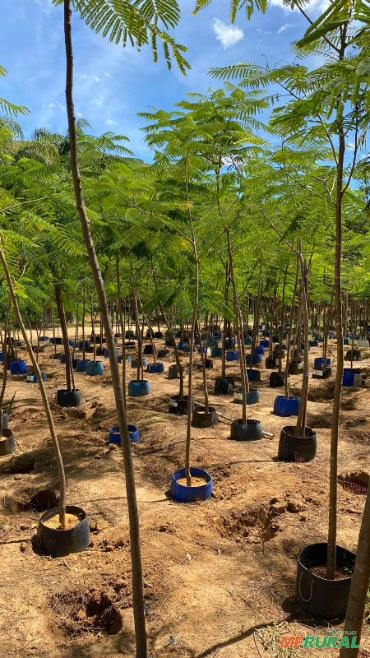 Imagem MUDAS FLAMBOYANT Imagem MUDAS FLAMBOYANT