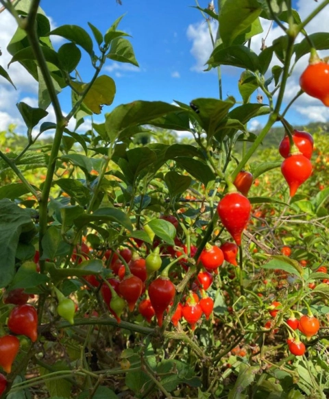 Imagem Pimenta Biquinho - VENDAS NO ATACADO Imagem Pimenta Biquinho - VENDAS NO ATACADO