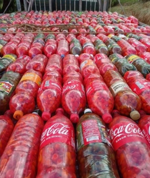 Pimenta Biquinho - VENDAS NO ATACADO Imagem Pimenta Biquinho - VENDAS NO ATACADO