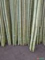 Bambú estaca e cruzeta