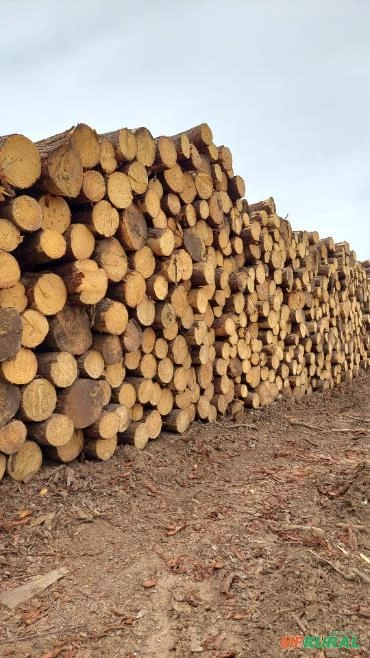 Toras pinus Imagem Toras pinus